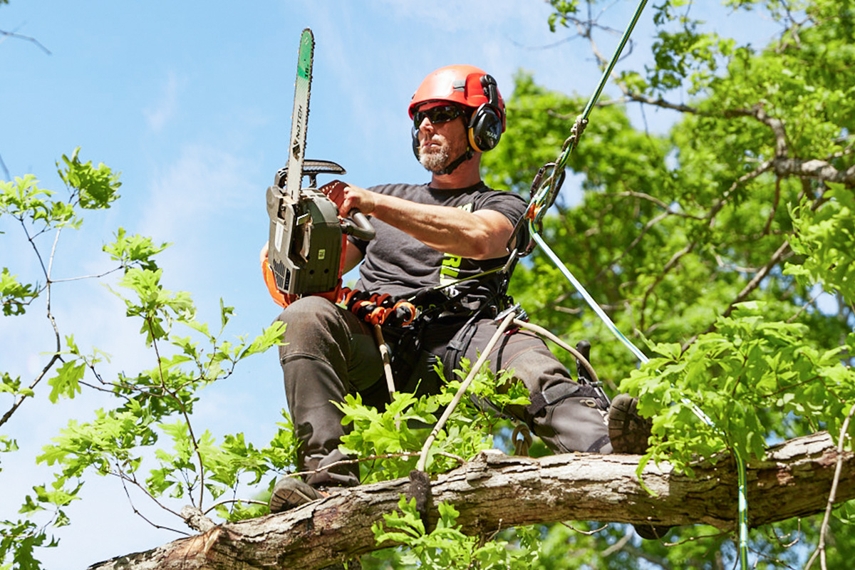 Tree Removal Brisbane Northside